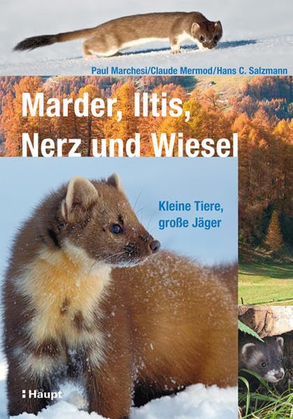 Marder, Iltis, Nerz und Wiesel: Kleine Tiere, große Jäger