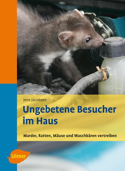 Ungebetene Besucher im Haus: Marder, Ratten, Mäuse und Waschbären vertreiben