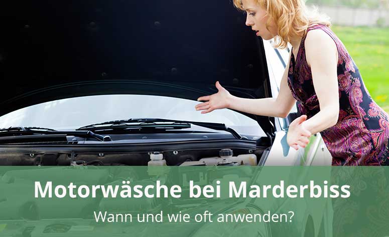 https://www.marder-ratgeber.de/wp-content/uploads/2017/09/Marder_Motorwaesche.jpg