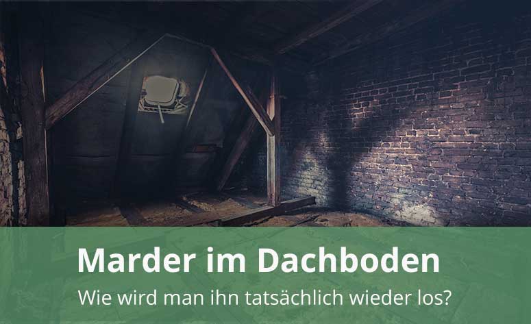https://www.marder-ratgeber.de/wp-content/uploads/2017/09/Marder_im_Dach.jpg