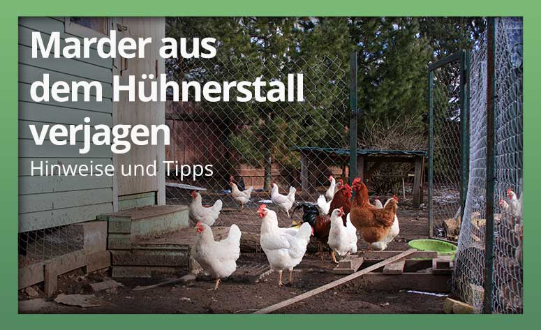 Marder aus Hühnerstall vertreiben - so gelingt es! » Infos & Tipps