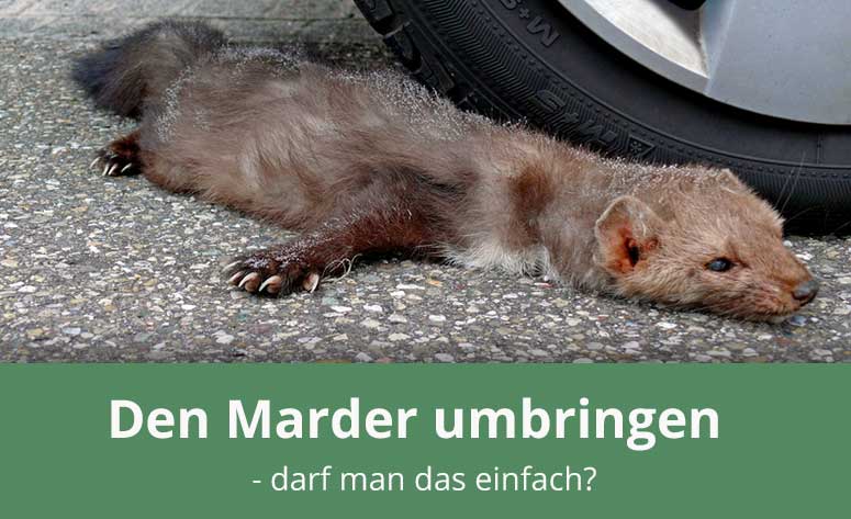https://www.marder-ratgeber.de/wp-content/uploads/2017/09/Marder_toeten.jpg