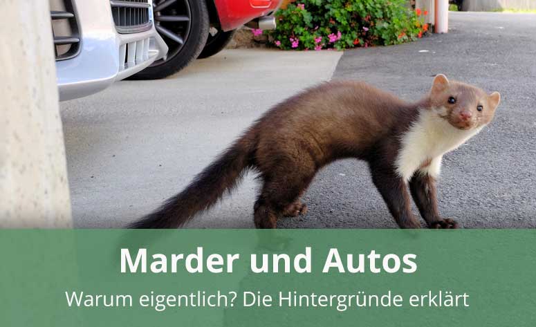 https://www.marder-ratgeber.de/wp-content/uploads/2017/09/Marder_und_Autos_warum.jpg