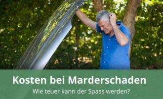 WDR 2 Frag doch mal die Maus: Warum knabbern Marder an Autokabeln