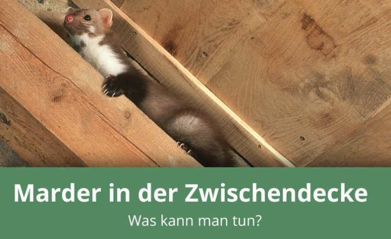 Erstaunlich Marder In Zwischendecke Bild